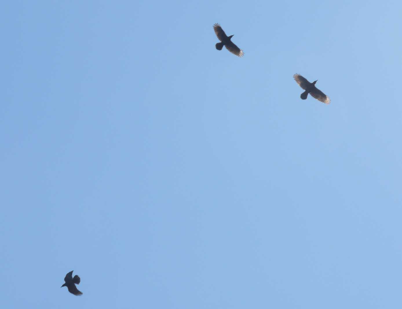 Volo di corvi imperiali